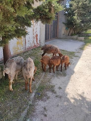 Cavan ana balla qoyunllardi. 3. ana 3 balla bir ana balla 350 m lalafo.az -da Cavan ana balla qoyunllardi. 3. ana 3 balla bir ana balla 350 m