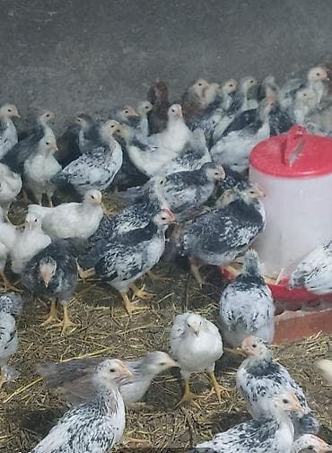 Toyuq cücələri, Damazlıq