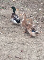 ördək balası və cücə: Dişi, | Kuban, Damazlıq, Pulsuz çatdırılma — 9