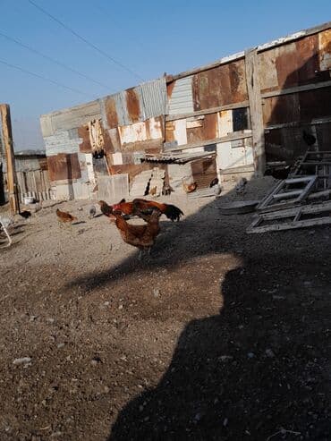 pişik şəkilləri: Məhsul: Xoruz (yerli döyüş/əsilzadı tipli) Təsvir: - Uzun bədənli — 10