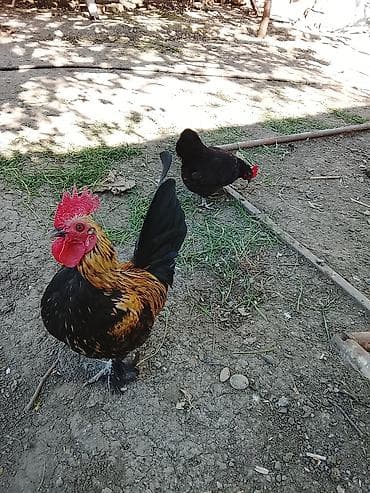 qus iran: Toyuq, Damazlıq — 2