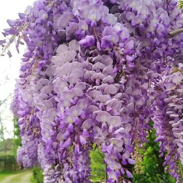 tikanli bitkiler: Visteriya sarmaşiq heyet üçundü istiye ve soyuqa dözümlü olan güldü — 1