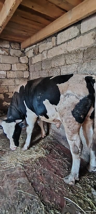 kök dana: Salam Allah hamiya xeyir versin inwAllah 2 eded heyvandi super — 1