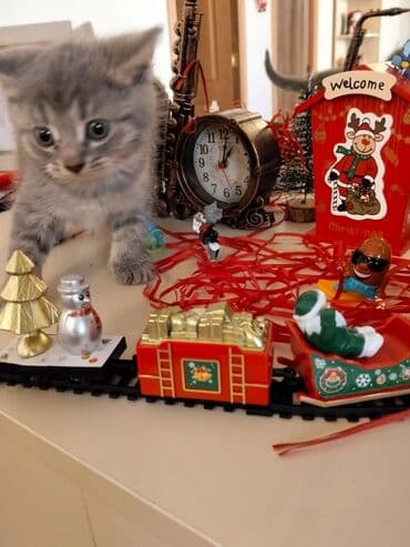 Heyvanlar üçün mallar: Yaxşı əllərə — 6