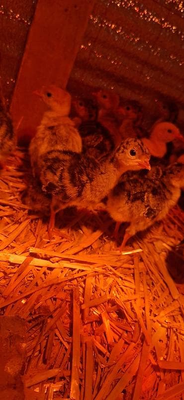 Hinduşka cücələri, Damazlıq