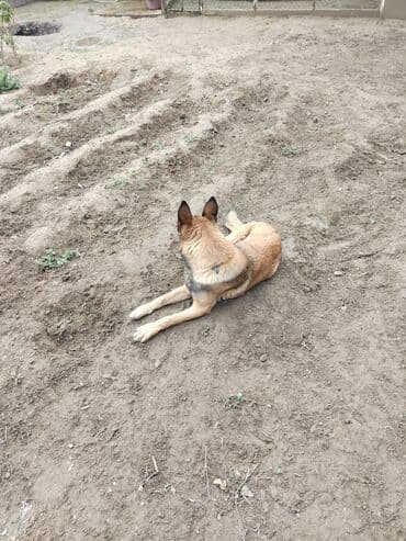 купить собаку малинуа: Бельгийская овчарка, 1 год, Самовывоз — 4