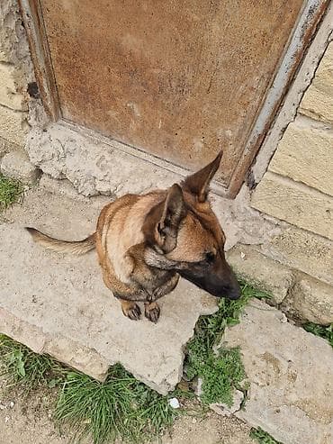 pudel it satisi: Belçika çoban iti, 1 il, Dişi, Peyvəndli, Ünvandan götürmə — 6