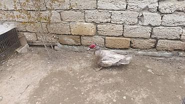 şəkər yem: Məhsul: bildirçin civcivləri Təsvir: - Şəbəkəli qəfəsdə saxlanılan — 2