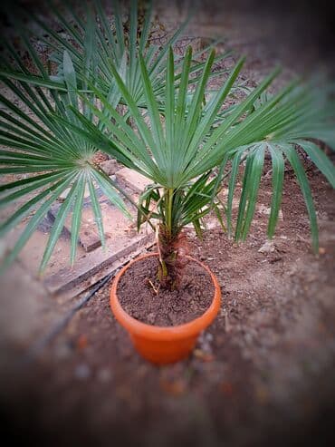 куплю орех дерево: Palma ağacı 1.50 metr — 1