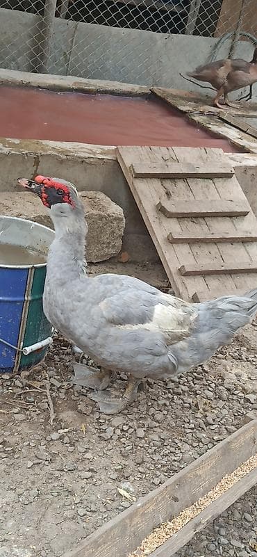 inek satilir: Təmiz qan lavanda balaları satılır ataların şəkli var elanda — 2