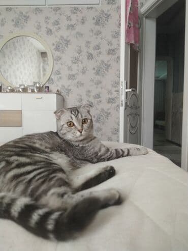 Gəmiricilər: Şotland yastı qulaq, Dişi, Yaxşı əllərə — 1