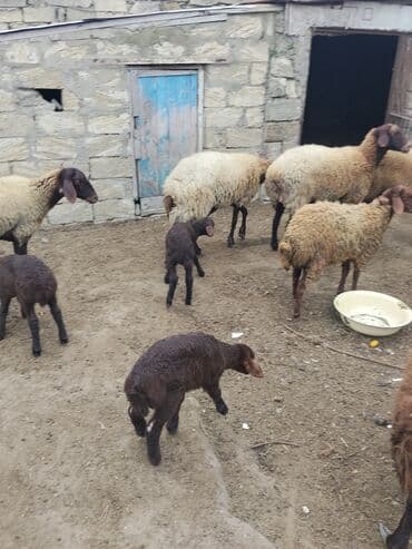 bmw 3 серия 328xi at: Erkək, Qala, il: 1, 70 kq — 11