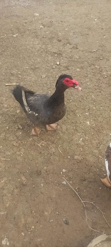 ordək yumurtasi: Təmiz qan 8 aylıq macar erkey qızğın aktiv və həmdə ətlik ağır cəkili — 1