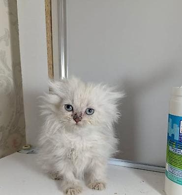 Digər heyvanlar: Fars — 1