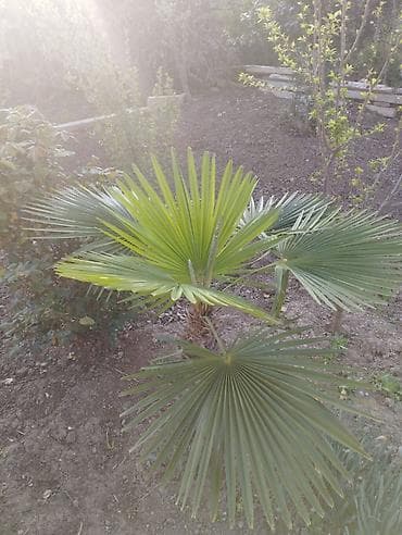 bakida toxum satisi: Təsvir: - Dekorativ xurma palmaları (fan formalı yarpaqlı — 1