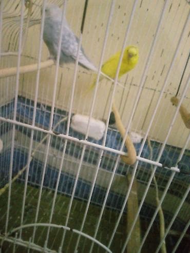 Птицы: Sesin evde qoca qebul etmediyi ucun satiram real alicilar yazin — 2