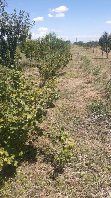 Digər qida məhsulları: Məhsul: Meyvə bağ sahəsi (çoxillik əkililər) Təsvir: - Səliqəli — 3