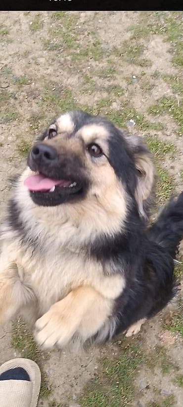 ev iti cinsleri: Dişi — 4