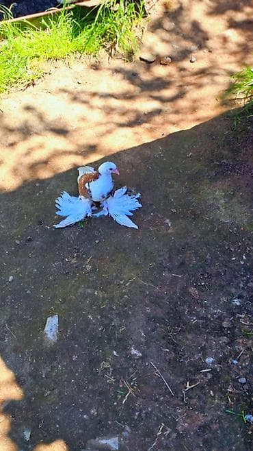 cane corso yavru: Cins göyərçin – bəzəkli “paxlava ayaq” (saçaq ayaqlı) tip — 3