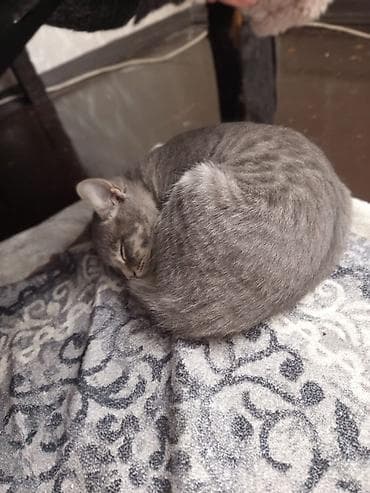 balaca pisik satisi: Tabbi — 3