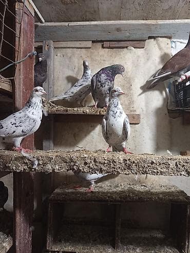 goyercin taklalar: Ev göyərçinləri – müxtəlif rəng və naxışlarda - Növ: Ev göyərçinləri — 2