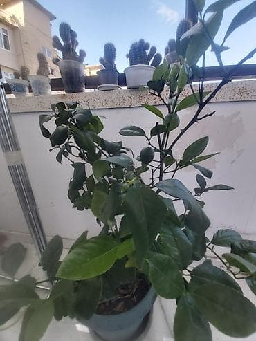 limon agacı: Limon ağacı. Bar verəndir — 1