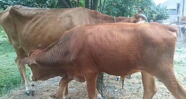 itlərə verilən adlar: Erkək dana — 1