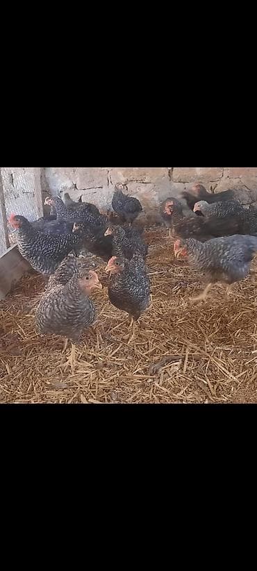 herati fərəsi: Toyuq cücələri, Damazlıq, Ünvandan götürmə — 3