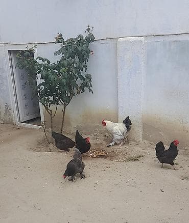 Toyuq, Brama, Damazlıq