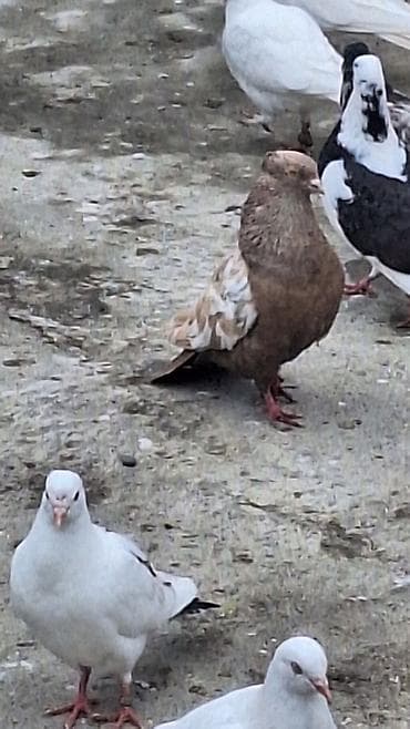 hava tovuz: Ebres boyunlar 40 manat iran agbas erkey 20 manat — 9