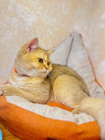 Qızıl şinşilla, Erkək, Cütləşmə üçün, Pulsuz çatdırılma, Ödənişli çatdırılma, Rayonlara çatdırılma