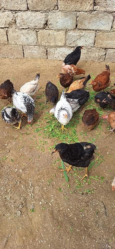 toyuq satan: Kend cüceleri .Qiymet 6 manat .25 edetdi kom götürene endirim var — 10