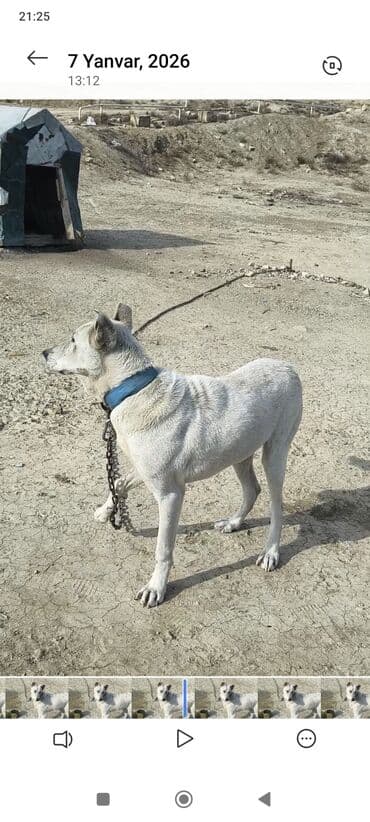 ev quşları haqqında melumat: Məhsul: Qoruyucu it (ağ rəng, qısa tüklü) Təsvir: - Orta-böyük — 5