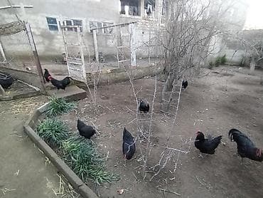 tap az quşlar: Salam. Temiz qan (mayali) avstralop yumurtasi satilir. Bu sortu — 1