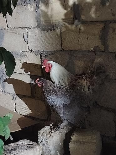 atlar satışı: Brama cütü satılır 60 manat xoruz 40 fərə 20 barterde mümkündü fərə — 2