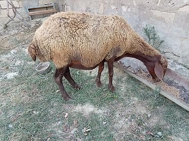 mal inək: Boğaz qoyun 4ayna yetrə yetirdi hər il əkiz doğur — 3