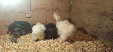 Inəklər, öküzlər: Toyuq cücələri, Damazlıq — 8