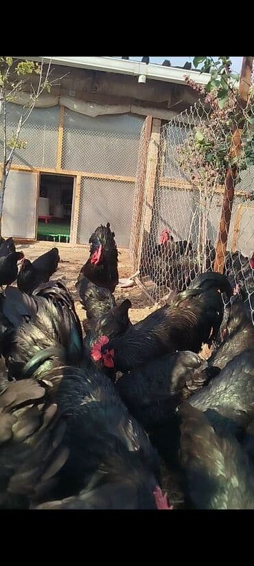 cuce dami: Alman cinsi australorp cücə və yumurta sifarişi qəbul olunur. bütün — 13