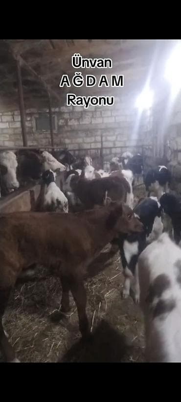 kok dana: Ünvan AĞDAM rayonu cins buzovlar Erkək Dişi qiymed Buzova gore deyiwir — 4