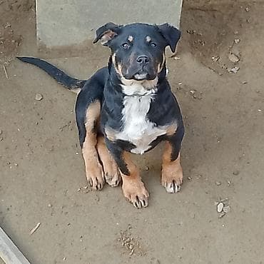 ev itleri ucuz: Rotveyler, Peyvəndli — 2