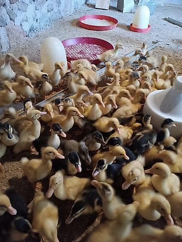 Heftelik ordekleridir Məhsul təsviri: - Fərqli rəng çeşidlərində