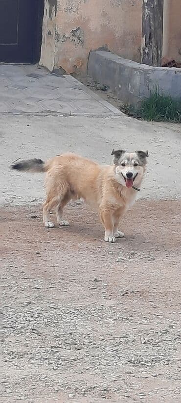 Gəmiricilər: Belçika çoban iti, 11 ay, Erkek, Ünvandan götürmə — 6