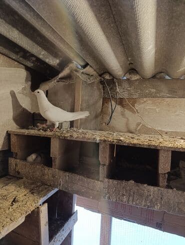 Gəmiricilər: 3 dene quşdu qiymət birinə ayıdi qusdar goz qabaqinda saglam qusdardi — 4