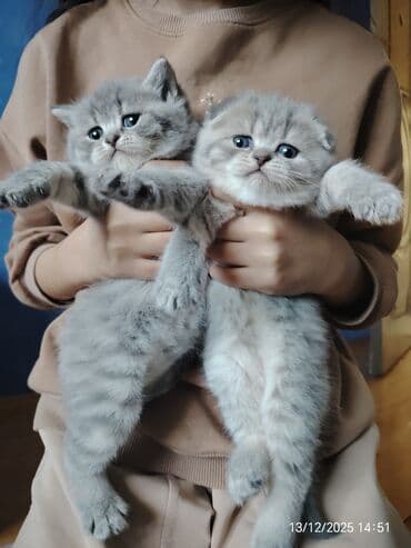 pişiy adlari: Erkək, Dişi — 6