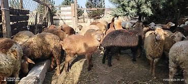 Satış üçün qoyun sürüsü - Növ: qarışıq yerli cinslər (xallı
