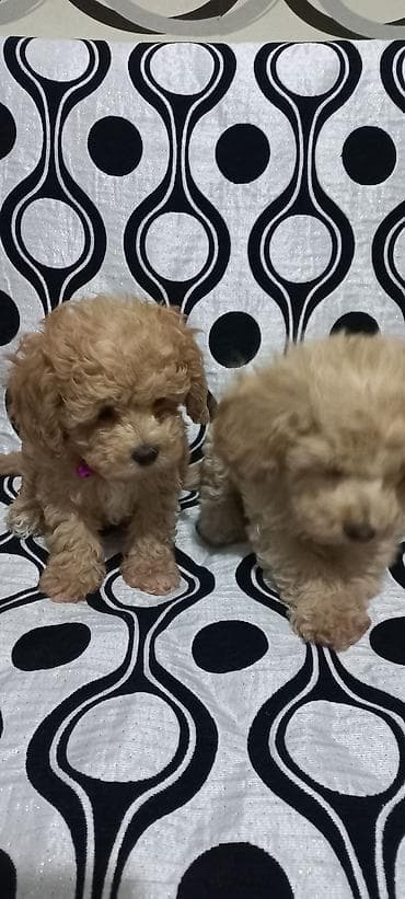 pitbull balası: Pudel — 1