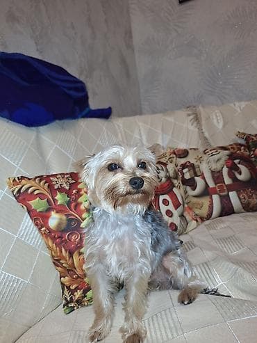 it xaltası: It 9 ayliqdi üstünde 2 paltar yemey ve su qabisi xaltası verilir — 3