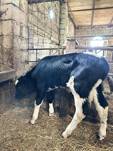 balaca meymun satisi: Cut satilir
Erkek
Dişi — 4