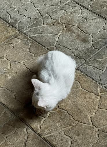 котёнок в добрые руки: В добрые руки — 1