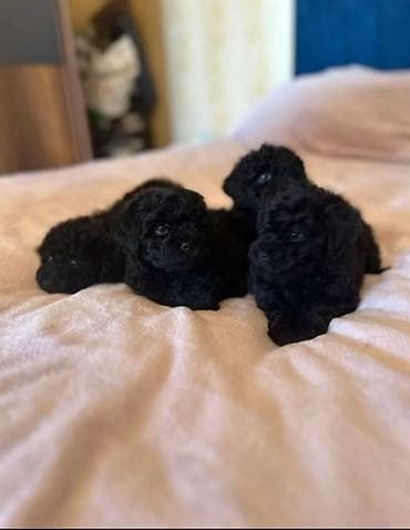 gence it satisi: Pudel, 2 ay, Dişi, Ünvandan götürmə — 4